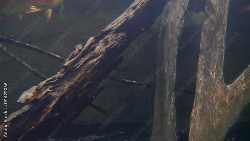 Underwater shot of fish swimming through river water Underwater shot of fish swimming through river water