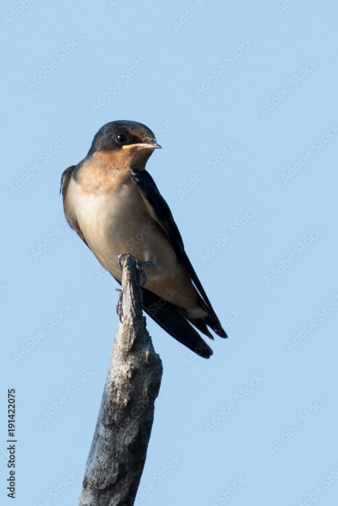 Tree Swallow perched on Branch Tree Swallow perched on Branch