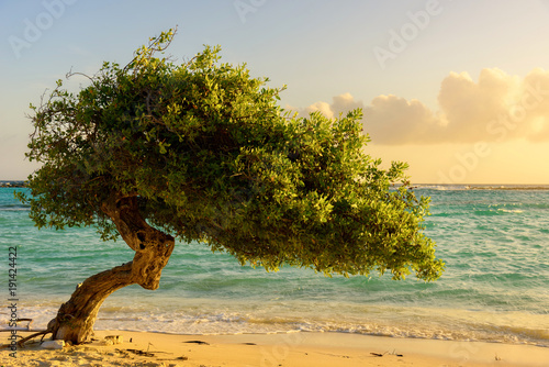 Принти на полотні A Divi Tree on the beautiful shore of Baby Beach, Aruba.