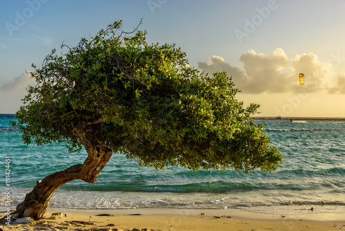 Foto A Divi Tree on the beautiful shore of Baby Beach, Aruba.