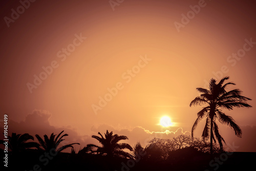 Sunset in Aruba with palm trees silhouette.