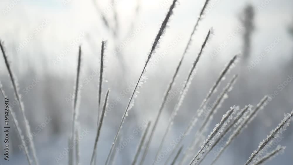 Pine tree covered with hoar frost close-up Pine tree covered with hoar frost close-up