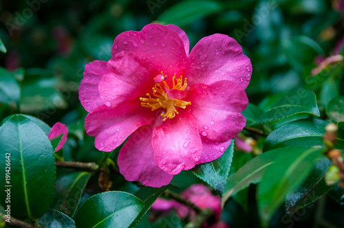 Pink rose camellia flower close up