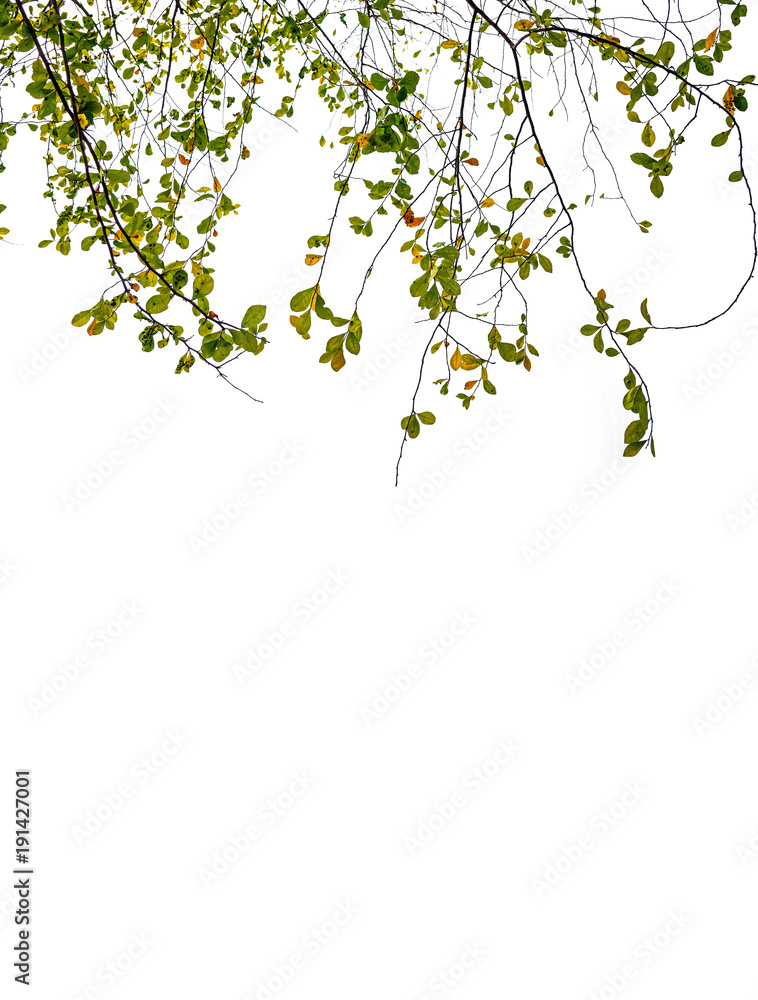 Green leaves on white background. Green leaves on white background.
