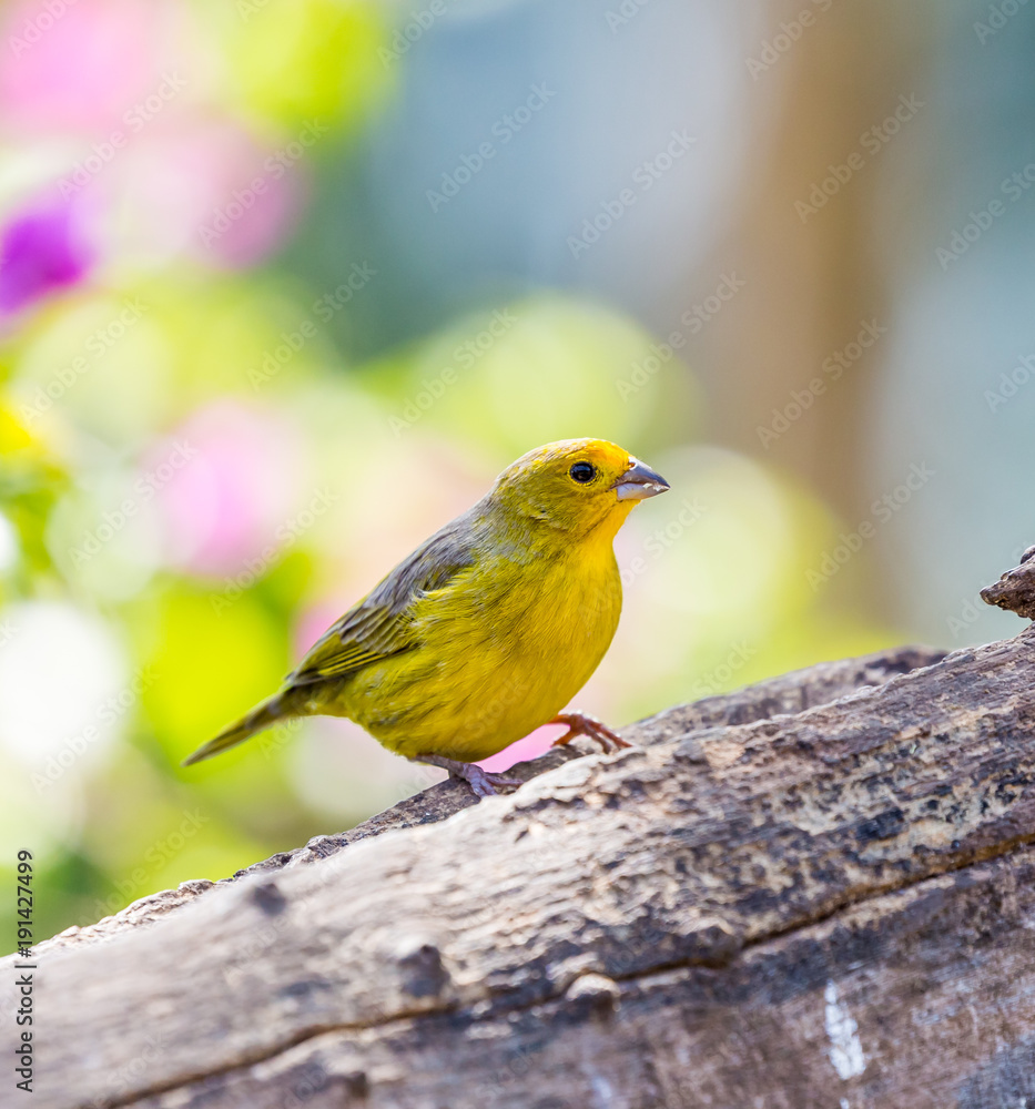 Saffron Finch (Sicalis flaveola) in the wild Saffron Finch (Sicalis flaveola) in the wild