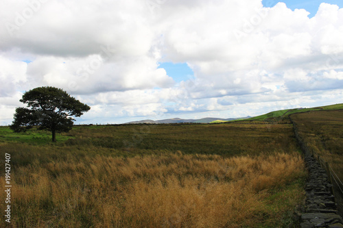 Single tree faces stone wall