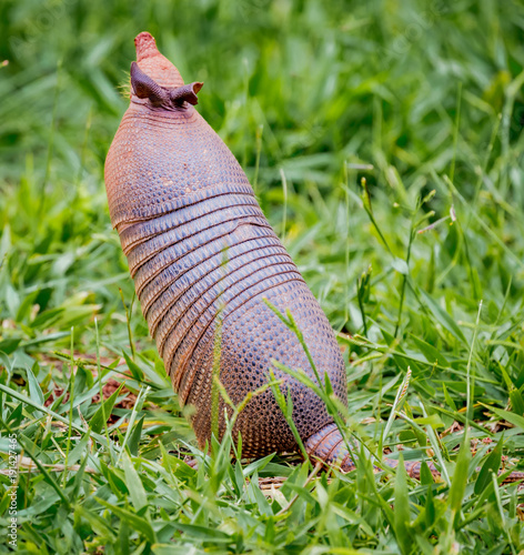 Nine banded armadilio , standing, in the wild in Brazil photo