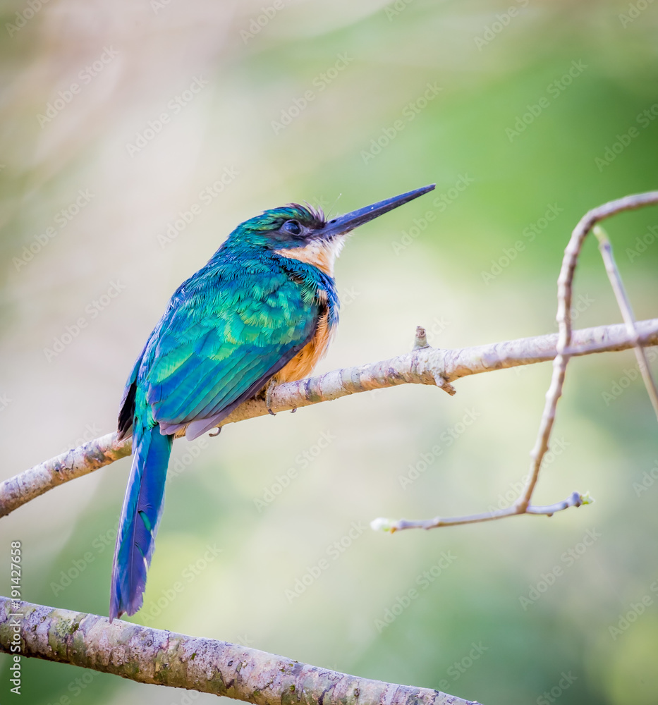 ruffous tailed jacamar.looking rightCR2. ruffous tailed jacamar.looking rightCR2.