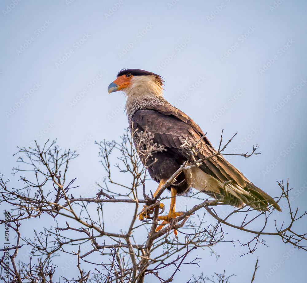Fototapeta premium Southern crested Caracara in Pantanal, Brazil.CR2