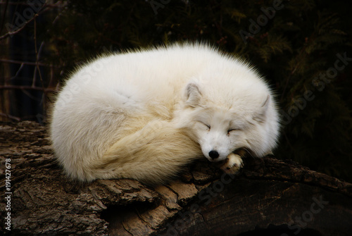 Arctic Fox photo