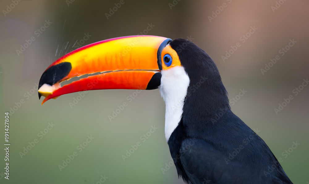 Left profle shot of toco toucan in the wilds of Pantanal.tif