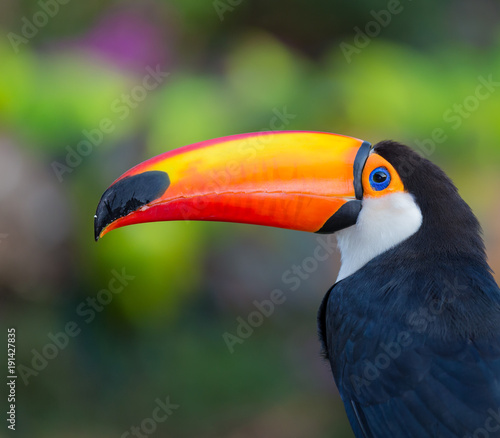 Toco Toucan facing left with colorful background