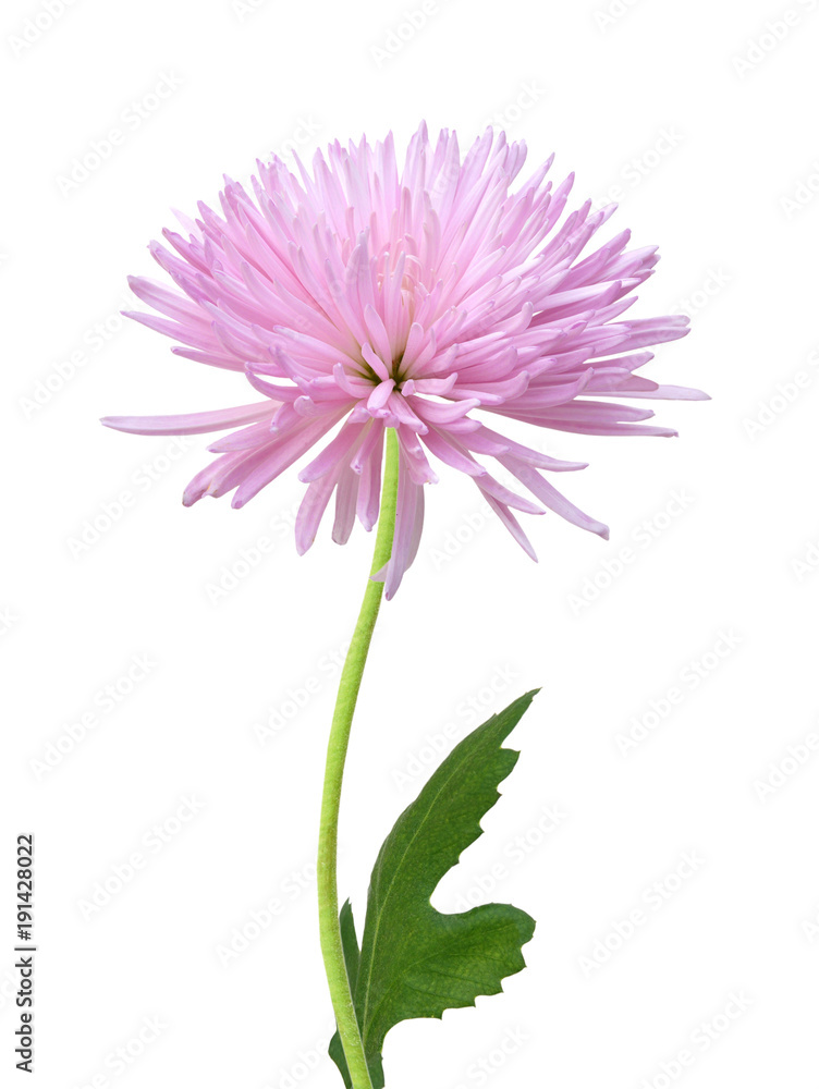 Naklejka premium pink chrysanthemum flower isolated on white background