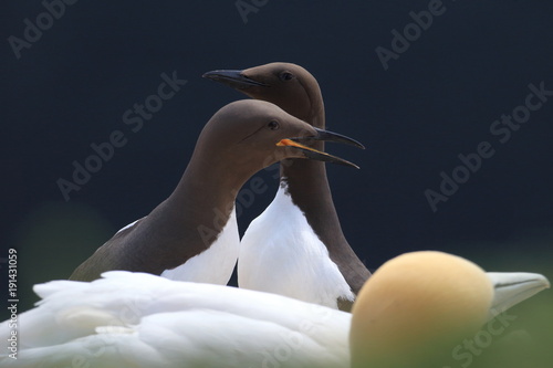 Common murre or common guillemot (Uria aalge) on the island of Heligoland, Germany photo