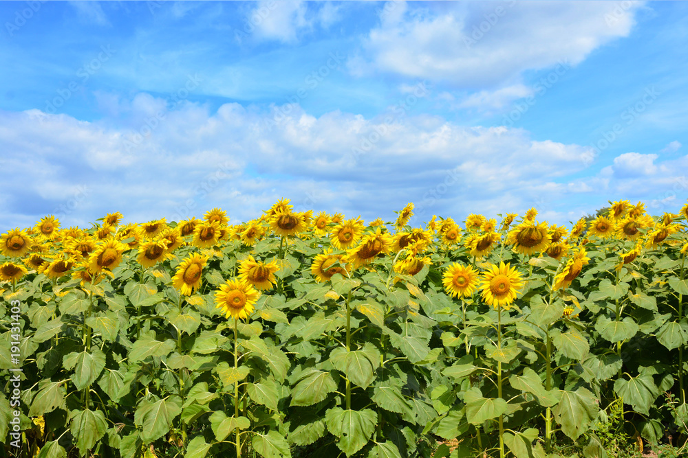 Naklejka premium Sunflowers field landscape