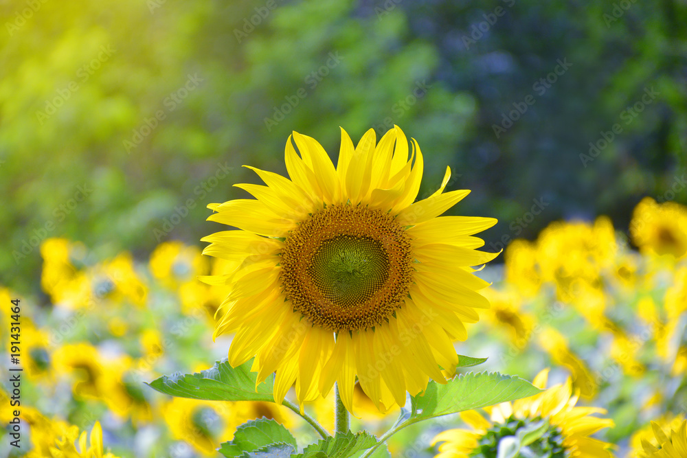 Fototapeta premium closeup beautiful sunflowers field landscape