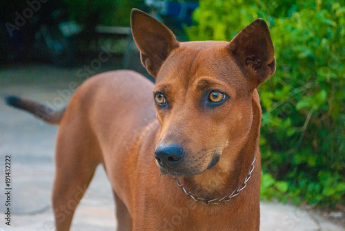 Thai brown dog is expressing emotion coldly