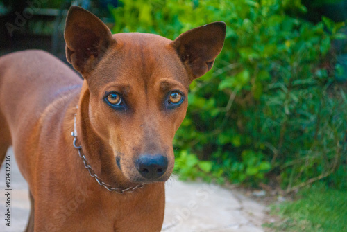 Thai brown dog is expressing emotion coldly