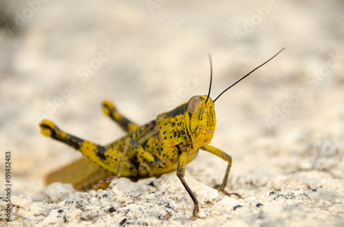 A grasshopper sitting on a rock,Thailand