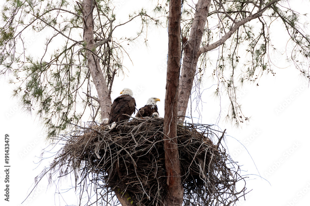 Obraz premium Family of two bald eagle Haliaeetus leucocephalus parents with their nest of chicks