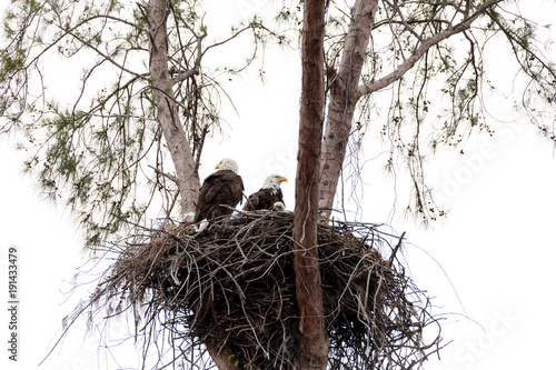 Family of two bald eagle Haliaeetus leucocephalus parents with their nest of chicks