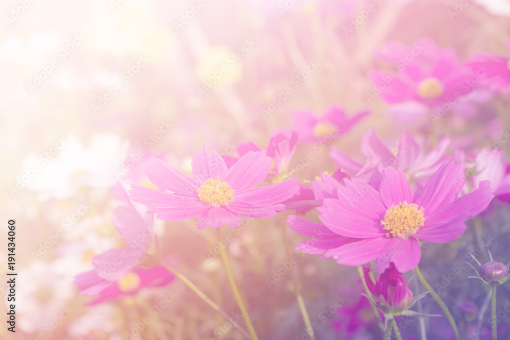 Fototapeta Pink flower and floral soft blur background in pastel tones.