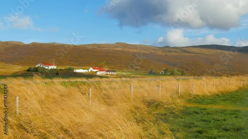 buildings of small icelandic farms are on foot of hills, wind is whipping ears and grass