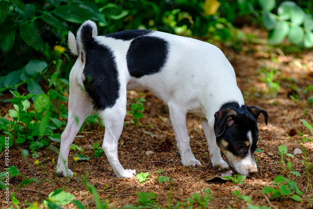 Terrier Outside