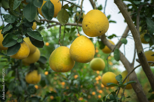 Wallpaper Mural Ripe and green pomelo fruit tree in the garden. Torontodigital.ca