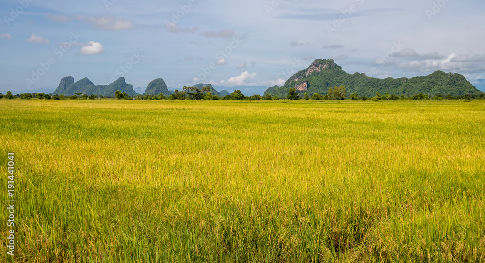 Golden rice field in the rural area at southern of Thailand.