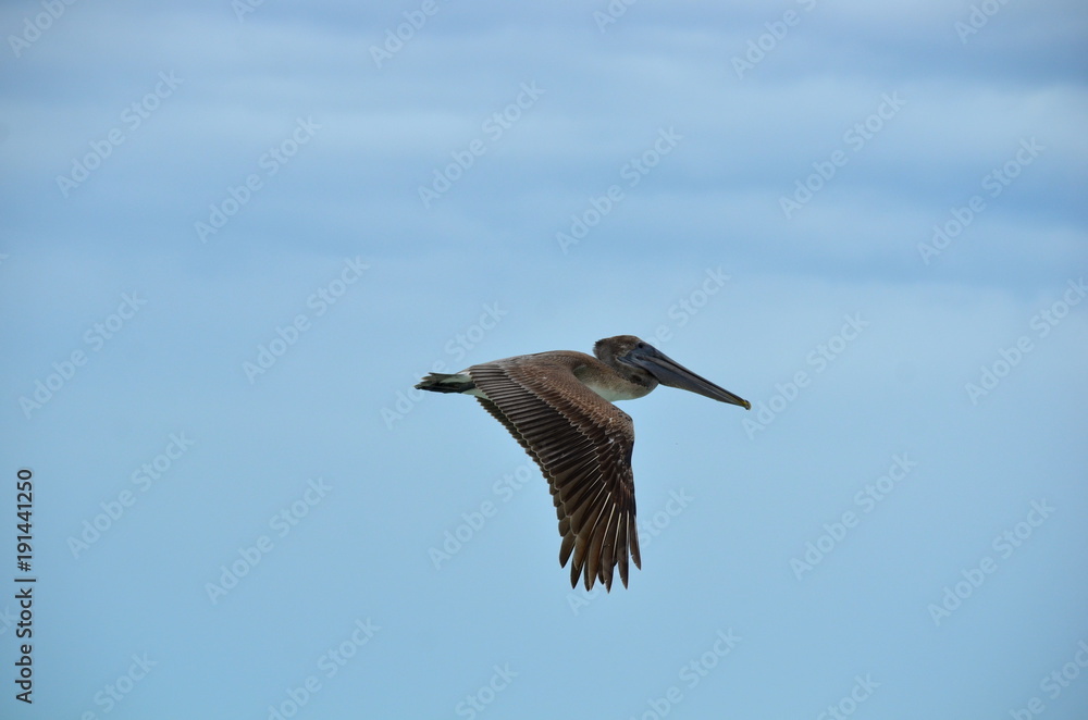 Obraz premium Flight sequence of a Brown pelican (Pelecanus occidentalis). Marine bird fishing for food in Cayo Coco, Cuba. 
