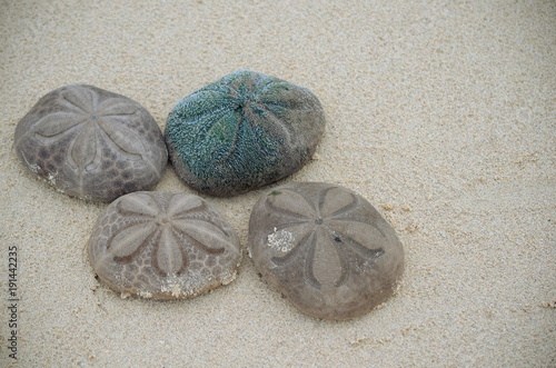 Sand dollars (Sea biscuits or sea cookies) - Clypeaster reticulatus - on the beach in Cayo Coco Cuba. photo