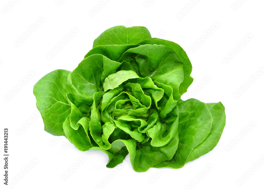 green butter lettuce vegetable or salad isolated on white back ground green butter lettuce vegetable or salad isolated on white back ground
