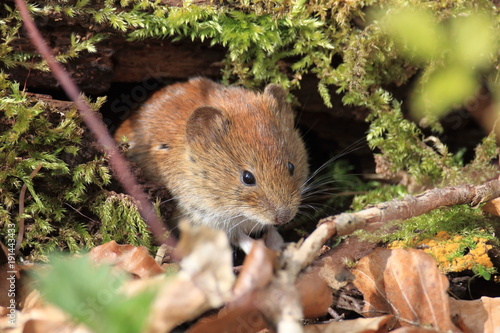 Obraz na plátně bank vole (Myodes glareolus; formerly Clethrionomys glareolus) Germany