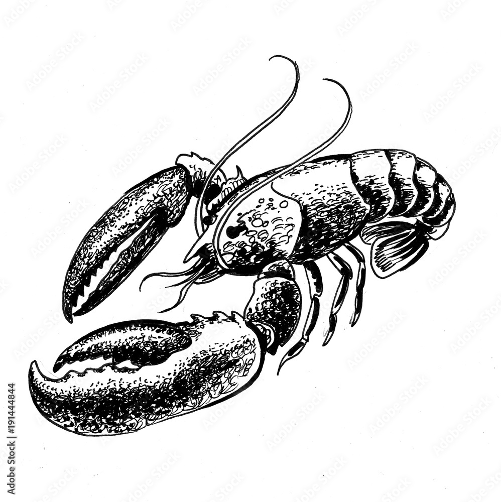 Black and white drawing of a lobster Stock Illustration | Adobe Stock