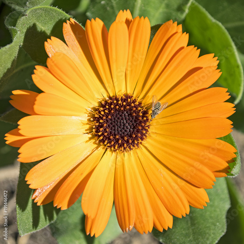 tiny striped bee or fly on calendula flower in a garden  flower is 5.5 cm  flower center is 1.5 cm dia.