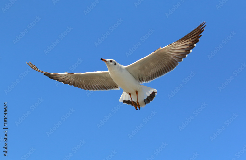 Obraz premium Seagull flying in the sky