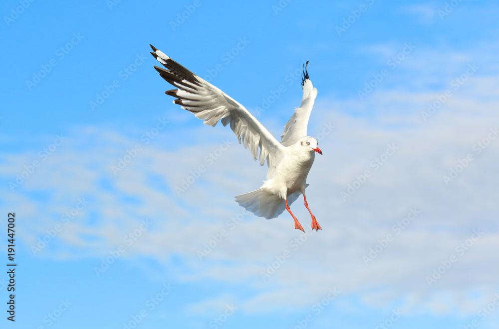 Fototapeta premium seagull flying in the sky