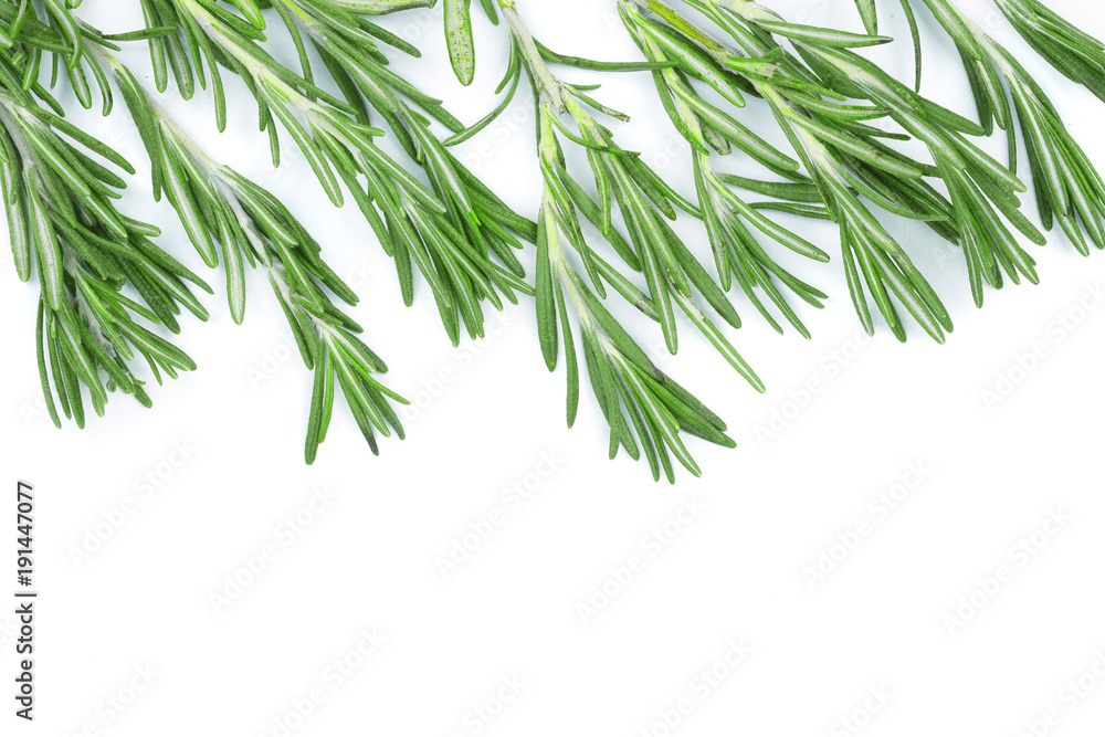 Fresh green rosemary isolated on a white background with copy space for your text. Top view. Flat lay Fresh green rosemary isolated on a white background with copy space for your text. Top view. Flat lay