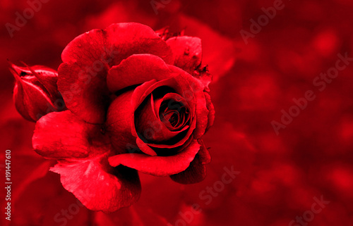 red rose petals on the red natural blurred background with clipping path. Closeup. For design  texture  background. Nature.