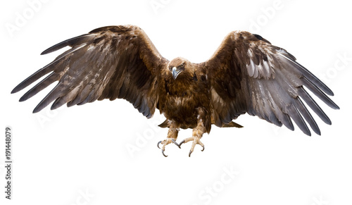 golden eagle, isolated