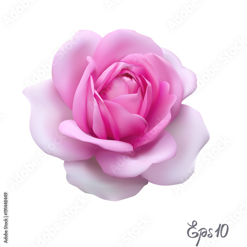 Pink Rose. Isolated Flower on a White Background.