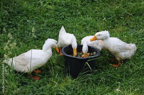 Enten mit futter photo