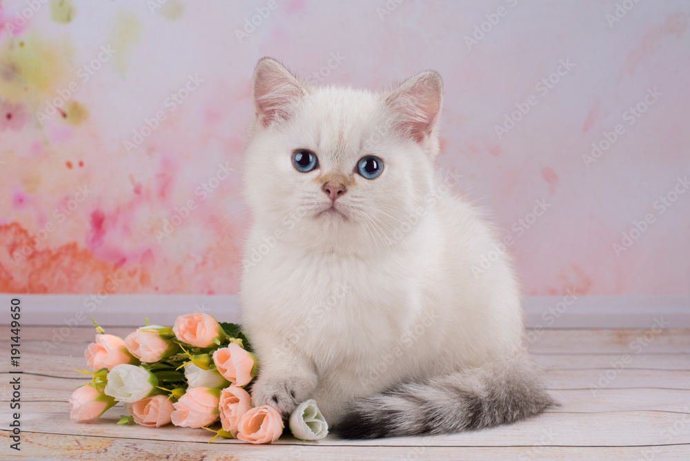 British kitten with flowers