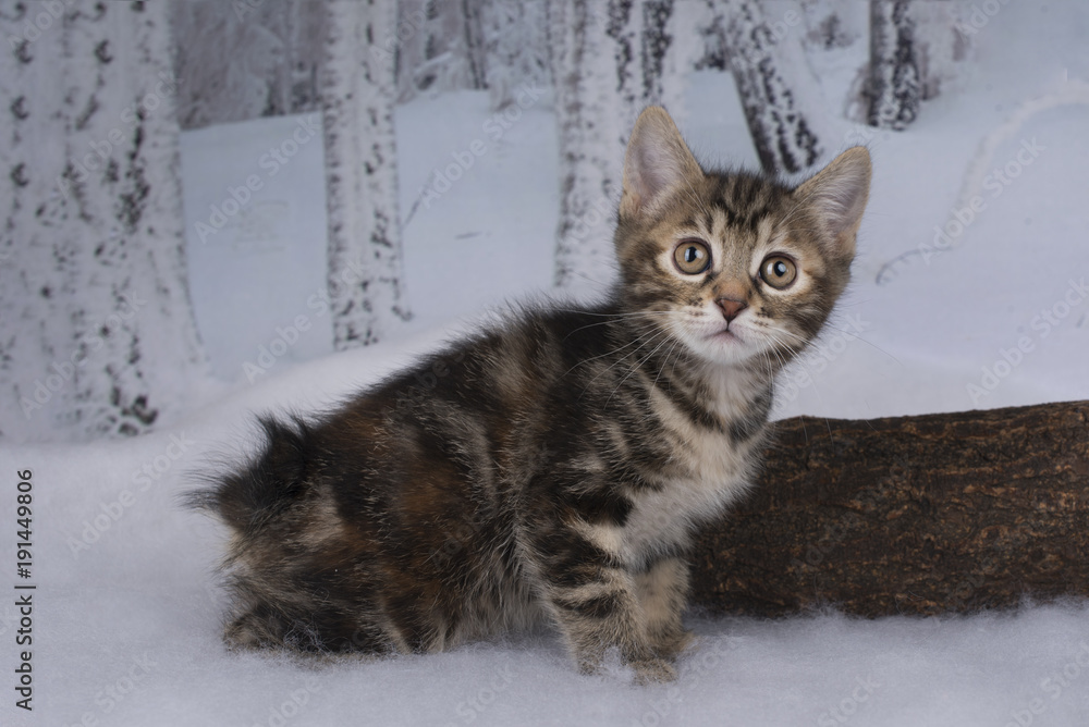Fototapeta premium kitten playing in the winter forest