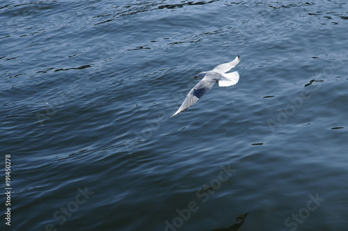 隅田川を飛ぶカモメ