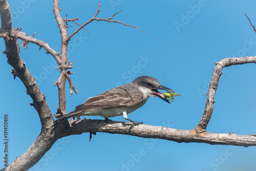 Grey Kingbird, bird eating a grasshopper on a branch
 photo