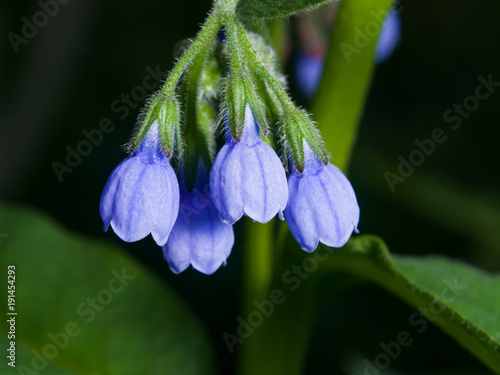 Blossom Prickly Comfrey, Symphytum Asperum, flowers and leaves close-up, selective focus, shallow DOF photo