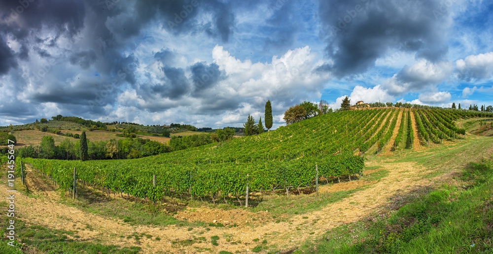 Nice Vineyard in Tuscany, Italy