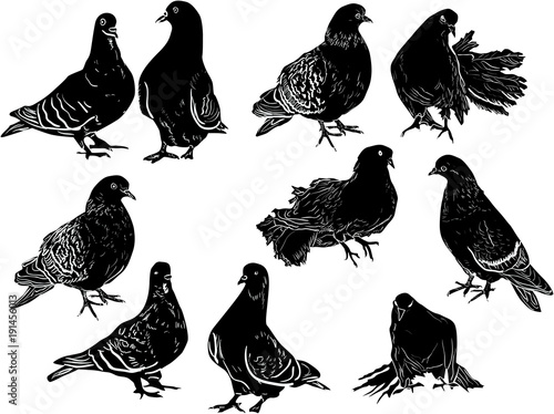 ten pigeon sketches collection on white